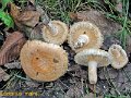 Lactarius mairei-amf1093